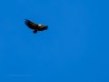 Buitre leonado - Gyps fulvus - Voltor comú