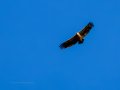 Buitre leonado - Gyps fulvus - Voltor comú