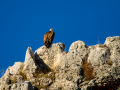 Buitre leonado - Gyps fulvus - Voltor comú