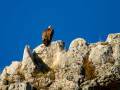 Buitre leonado - Gyps fulvus - Voltor comú