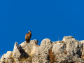 Buitre leonado - Gyps fulvus - Voltor comú