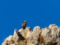 Buitre leonado - Gyps fulvus - Voltor comú