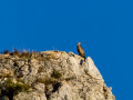 Buitre leonado - Gyps fulvus - Voltor comú