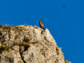 Buitre leonado - Gyps fulvus - Voltor comú