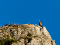 Buitre leonado - Gyps fulvus - Voltor comú