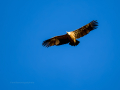 Buitre leonado - Gyps fulvus - Voltor comú