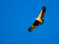 Buitre leonado - Gyps fulvus - Voltor comú