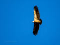 Buitre leonado - Gyps fulvus - Voltor comú