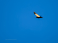 Buitre leonado - Gyps fulvus - Voltor comú