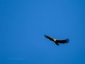 Buitre leonado - Gyps fulvus - Voltor comú