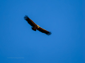 Buitre leonado - Gyps fulvus - Voltor comú