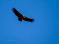 Buitre leonado - Gyps fulvus - Voltor comú