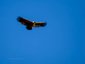 Buitre leonado - Gyps fulvus - Voltor comú