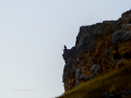 Buitre leonado - Gyps fulvus - Voltor comú