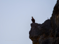 Buitre leonado - Gyps fulvus - Voltor comú