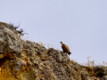 Buitre leonado - Gyps fulvus - Voltor comú