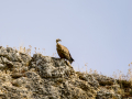 Buitre leonado - Gyps fulvus - Voltor comú