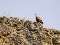 Buitre leonado - Gyps fulvus - Voltor comú