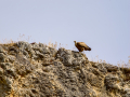 Buitre leonado - Gyps fulvus - Voltor comú