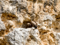 Buitre leonado - Gyps fulvus - Voltor comú