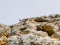 Buitre leonado - Gyps fulvus - Voltor comú