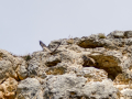 Buitre leonado - Gyps fulvus - Voltor comú