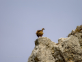 Buitre leonado - Gyps fulvus - Voltor comú