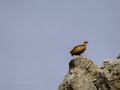 Buitre leonado - Gyps fulvus - Voltor comú