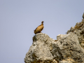 Buitre leonado - Gyps fulvus - Voltor comú