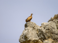 Buitre leonado - Gyps fulvus - Voltor comú