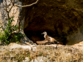Buitre leonado - Gyps fulvus - Voltor comú
