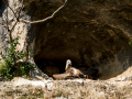 Buitre leonado - Gyps fulvus - Voltor comú
