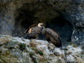 Buitre leonado - Gyps fulvus - Voltor comú