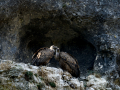 Buitre leonado - Gyps fulvus - Voltor comú