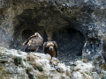 Buitre leonado - Gyps fulvus - Voltor comú