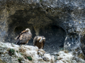Buitre leonado - Gyps fulvus - Voltor comú
