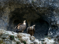 Buitre leonado - Gyps fulvus - Voltor comú