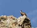 Buitre leonado - Gyps fulvus - Voltor comú