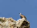 Buitre leonado - Gyps fulvus - Voltor comú