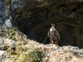 Buitre leonado - Gyps fulvus - Voltor comú
