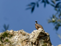Buitre leonado - Gyps fulvus - Voltor comú