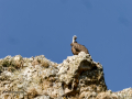 Buitre leonado - Gyps fulvus - Voltor comú