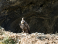Buitre leonado - Gyps fulvus - Voltor comú