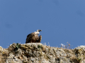 Buitre leonado - Gyps fulvus - Voltor comú