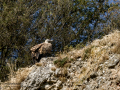 Buitre leonado - Gyps fulvus - Voltor comú