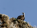 Buitre leonado - Gyps fulvus - Voltor comú