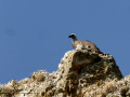 Buitre leonado - Gyps fulvus - Voltor comú
