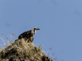 Buitre leonado - Gyps fulvus - Voltor comú
