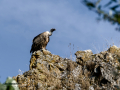 Buitre leonado - Gyps fulvus - Voltor comú