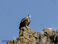 Buitre leonado - Gyps fulvus - Voltor comú